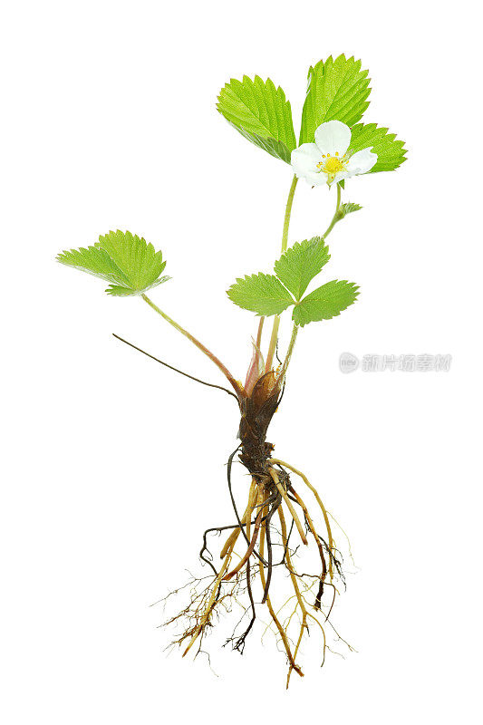 完全野生草莓植株(fragaria vesca)孤立于白色